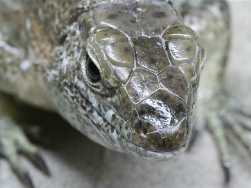 Dieren